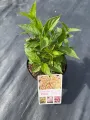 Hortensja PIXIO