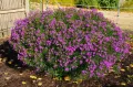 Wernonia SUMMER SURRENDER