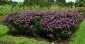 Wernonia SUMMER SURRENDER