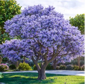 Paulownia OMSZONA