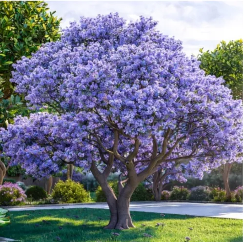 Paulownia OMSZONA