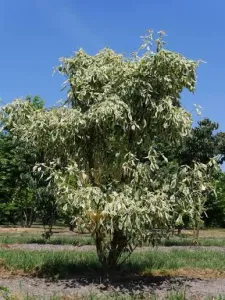 Dereń PAGODOWY VARIEGATA 