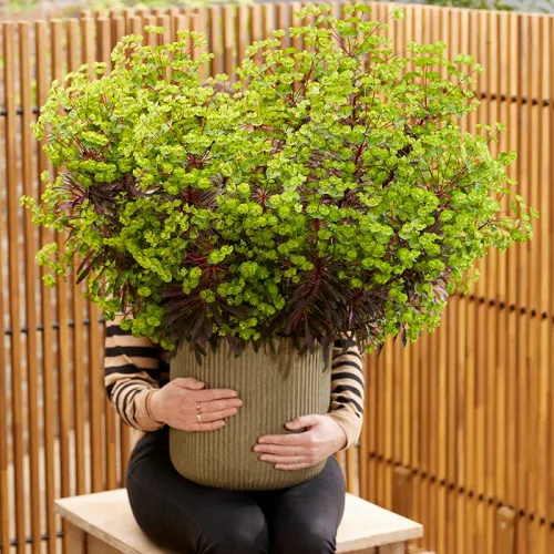 Wilczomlecz MINERS MERLOT