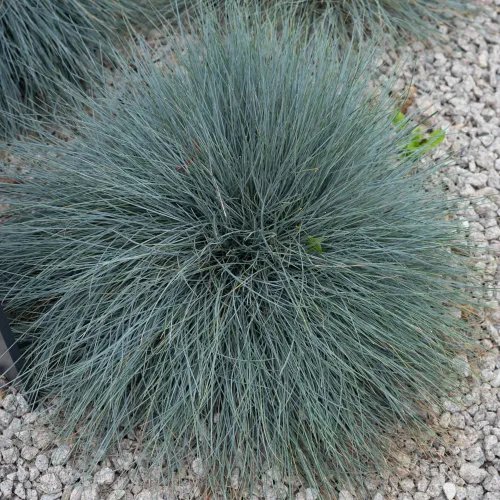 Kostrzewa Sina Blauglut 