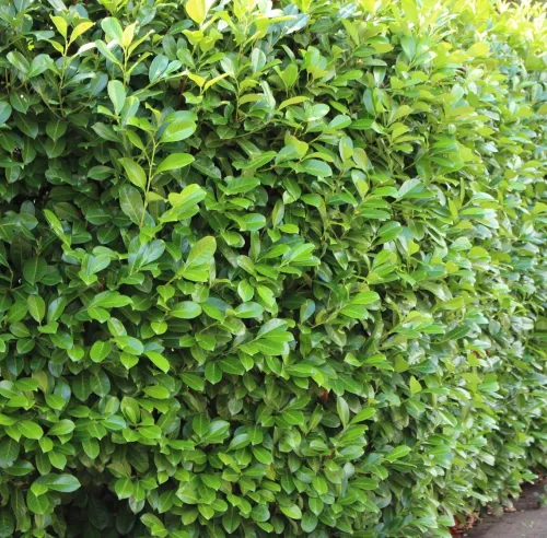 Laurowiśnia Wschodnia Caucasica 150cm