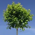 Brzoza kulista MAGICZNA 30cm