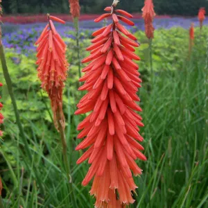 Trytoma ROCKET'S RED 
