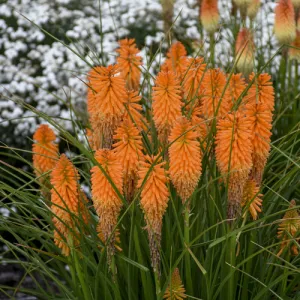 Trytoma ORANGE BLAZE