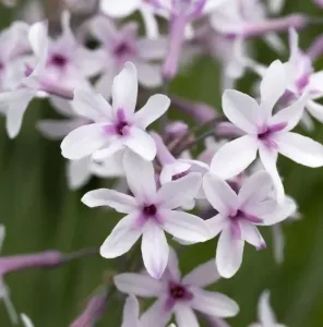 TULBAGIA PURPLE EYE