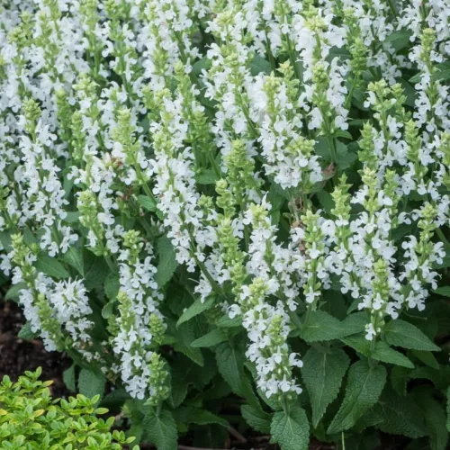 Szałwia omszona SENSATION WHITE