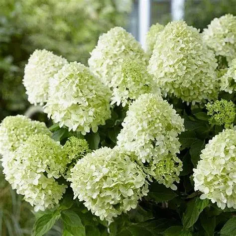 Hortensja bukietowa LITTLE ALF 