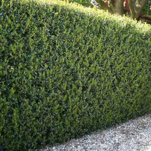 Ostrokrzew GREEN HEDGE