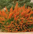 Ognik Szkarłatny ORANGE GLOW