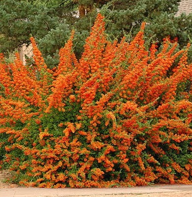 Ognik Szkarłatny ORANGE GLOW