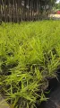 Trawa Hakonechloa smukła SUNFLARE