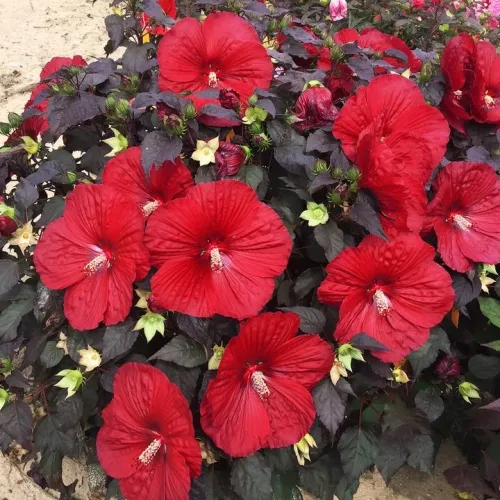 Hibiskus bylinowy HOLY GRAIL