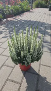 Wrzos LONG WHITE