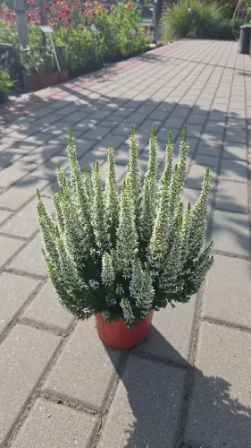 Wrzos LONG WHITE