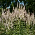 Przetacznikowiec wirginijski ROSEUM