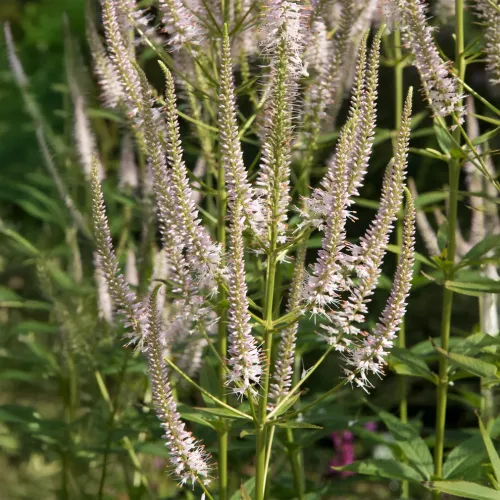 Przetacznikowiec wirginijski ROSEUM