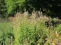 Przetacznikowiec wirginijski ROSEUM