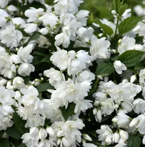 Jaśminowiec SNOWBELLE