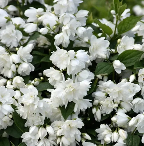 Jaśminowiec SNOWBELLE