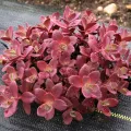 Rozchodnik FIRECRACKER