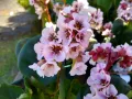 Bergenia VINTAGE BLUSH