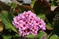 Bergenia VINTAGE BLUSH