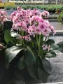Bergenia DRAGONFLY SAKURA