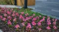 Bergenia DRAGONFLY SAKURA