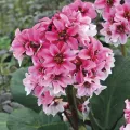Bergenia DRAGONFLY SAKURA