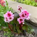 Bergenia DRAGONFLY SAKURA