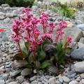 Bergenia DRAGONFLY SAKURA