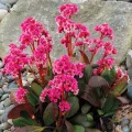 Bergenia DRAGONFLY SAKURA