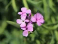 Skrzydlinka armeńska WARLEY ROSE