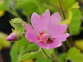 Ślazówka BLUSHING BRIDE