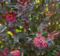 Pęcherznica kalinolistna RED COMPACT