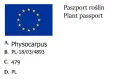 pęcherznica.jpg
