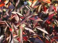 Aronia HUGIN