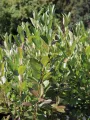 Aronia HUGIN