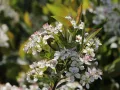 Aronia HUGIN