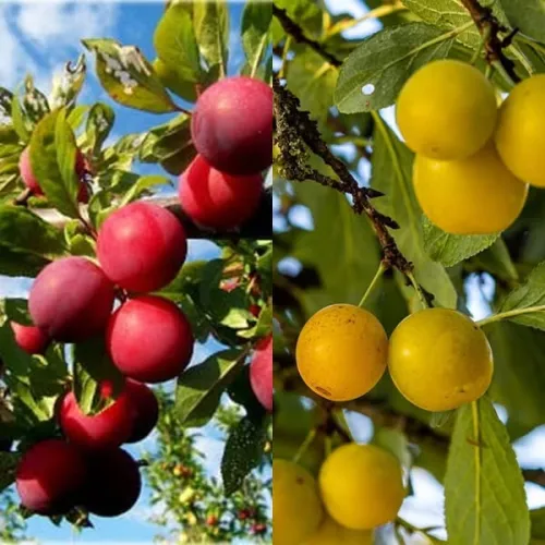 Śliwa MIRABELKA i RENKLODA ALTHANA na JEDNYM drzewie DUO
