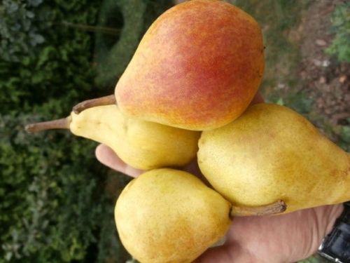 Grusza KLAPSA - FAWORYTKA w doniczce