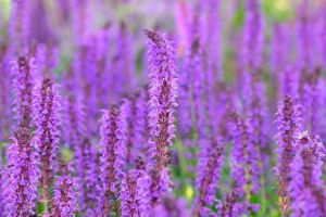 Szałwia omszona NIGHT FIELD