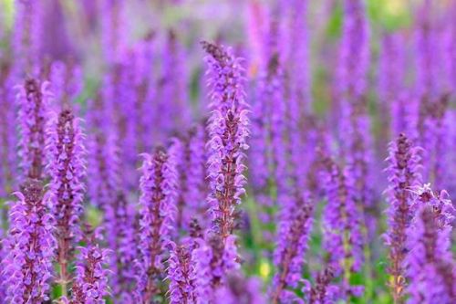 Szałwia omszona NIGHT FIELD