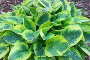 Funkia - HOSTA WIDE BRIM
