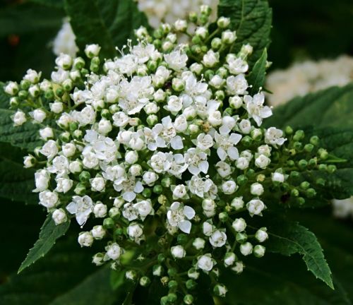 Tawuła Japońska ALBIFORA