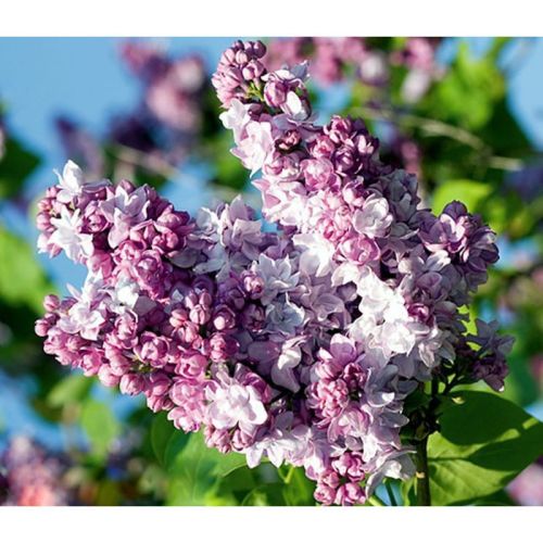 Lilak STEFAN MAKOWIECKI - krzew